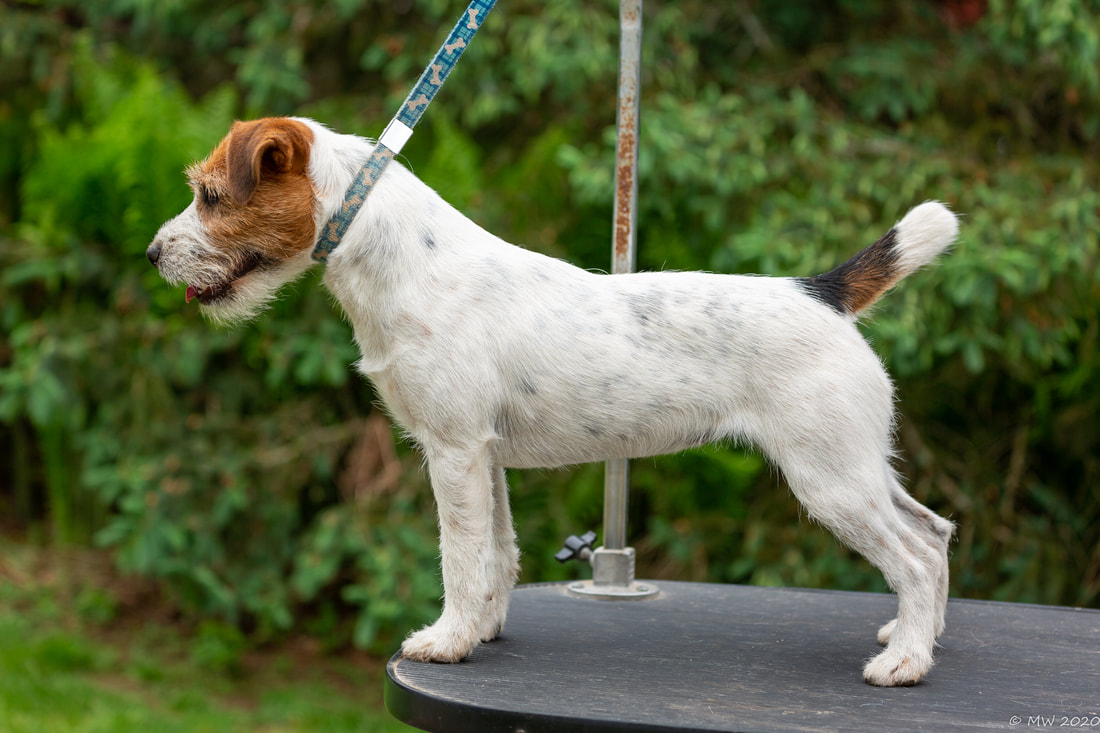 Tango is the Sire Of - Little Eden Jack Russell Terriers