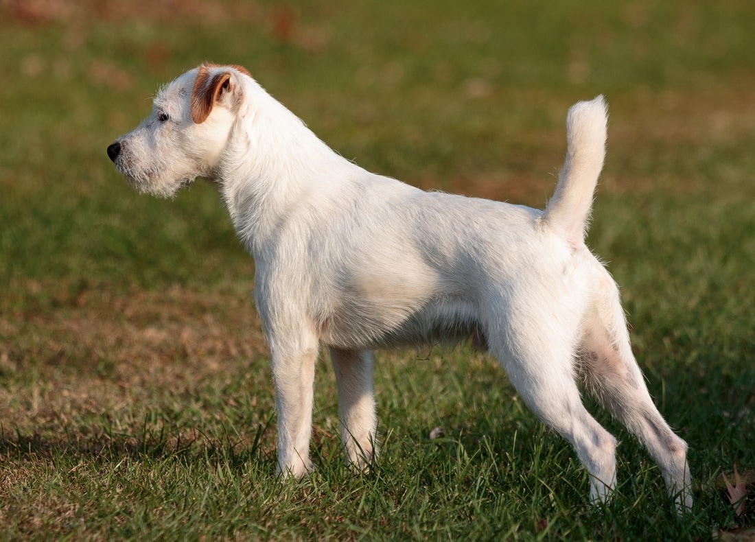 Beide Parana rivier Vertrappen Little Eden Jack Russell Terriers - Little Eden Jack Russell Terriers